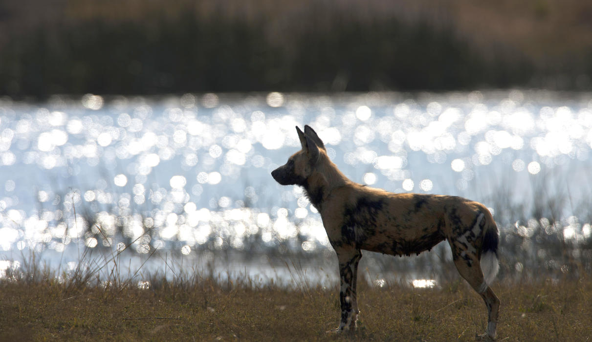 African Wild Dog in the Selinda Reserve