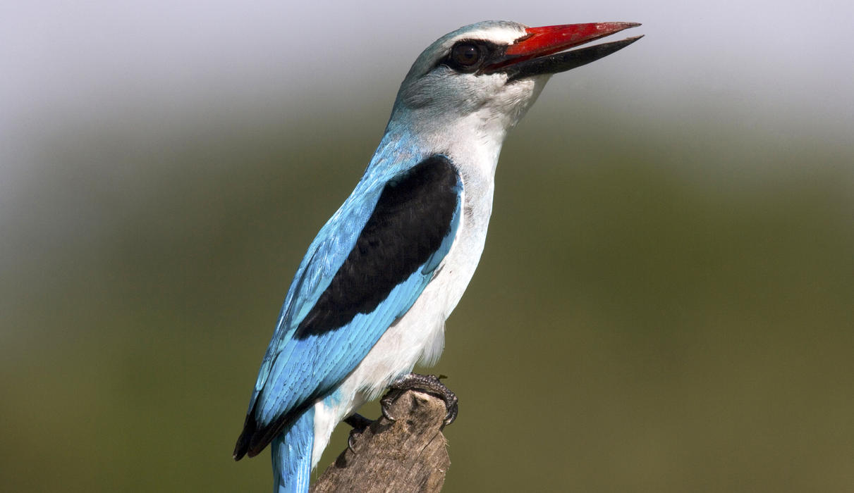 Birdlife in the Selinda Reserve