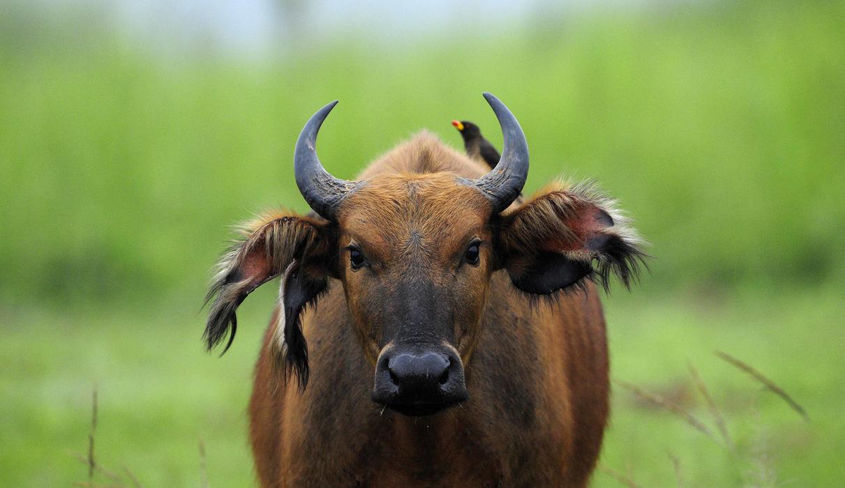 Forest buffalo - one of the many species to see