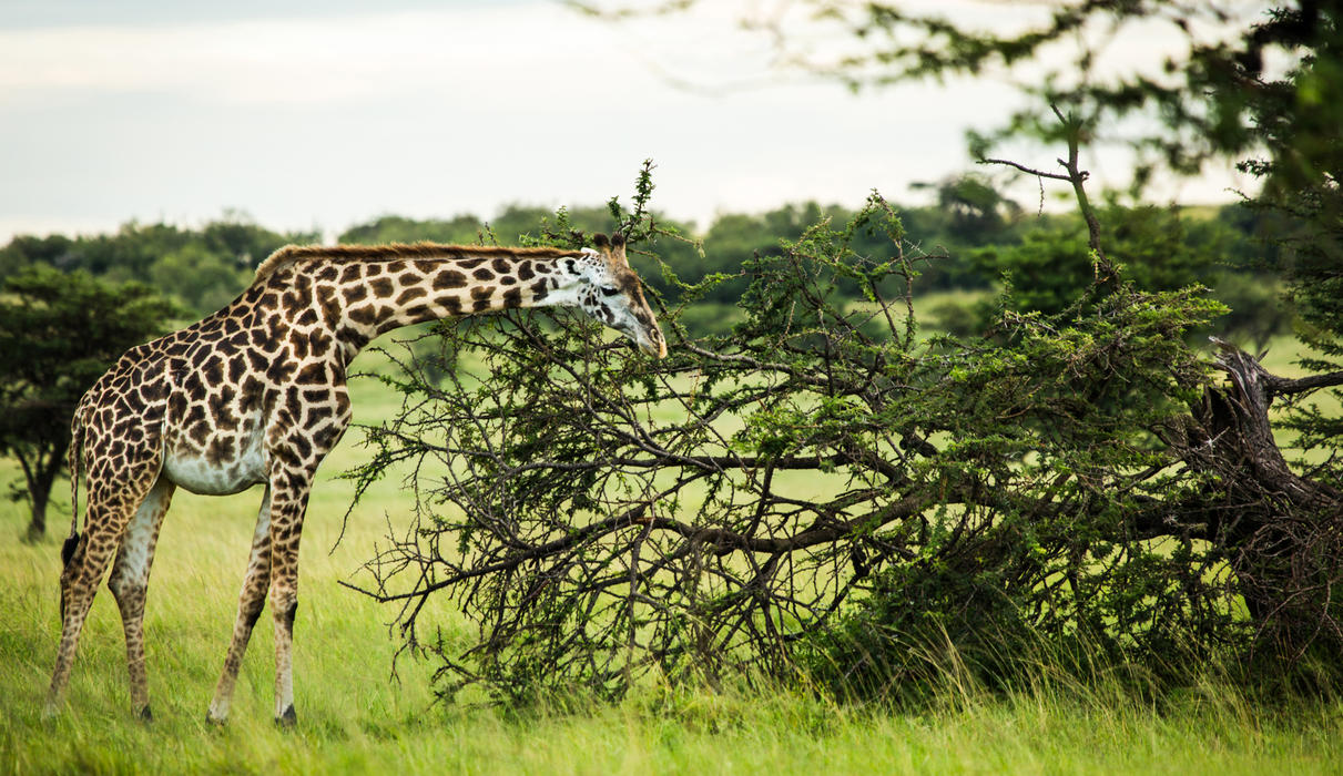 Giraffe Grazing Near Mara Expedition Camp