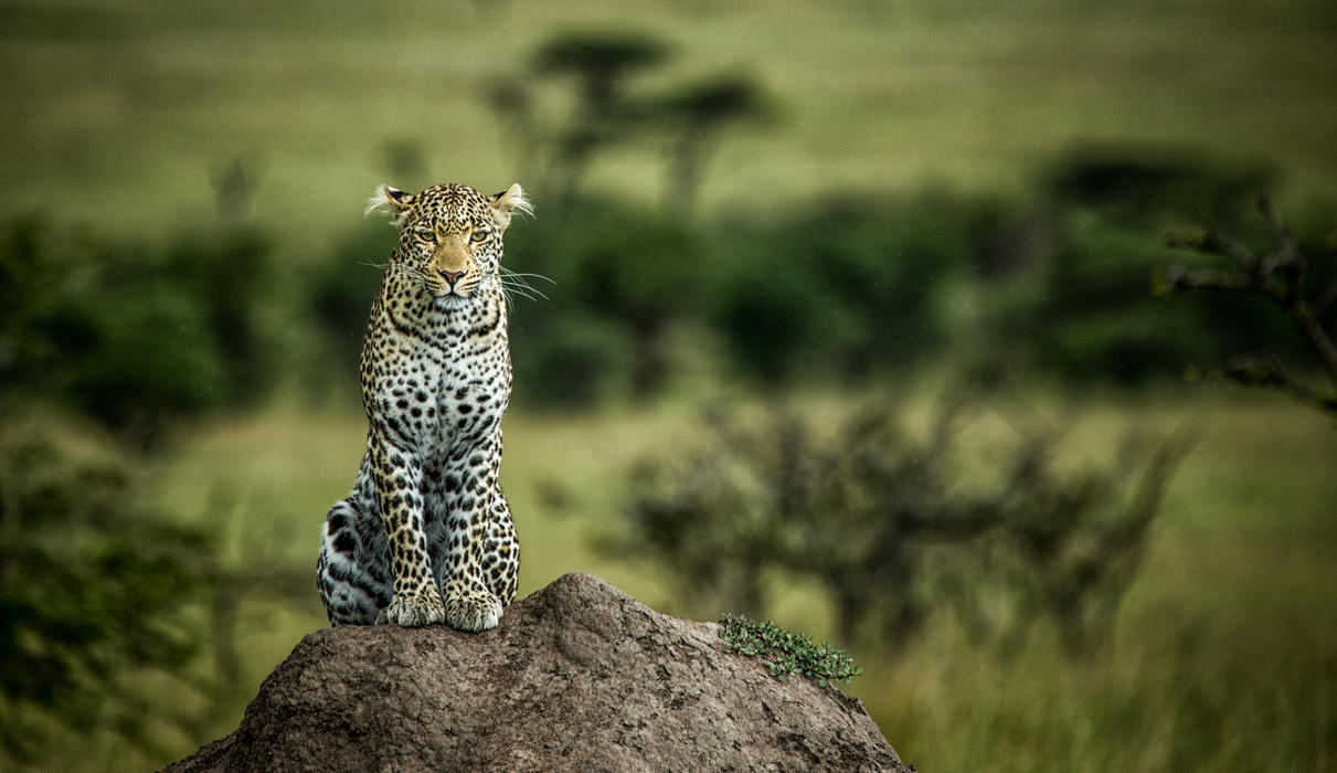 Leopard on a Termite Mound