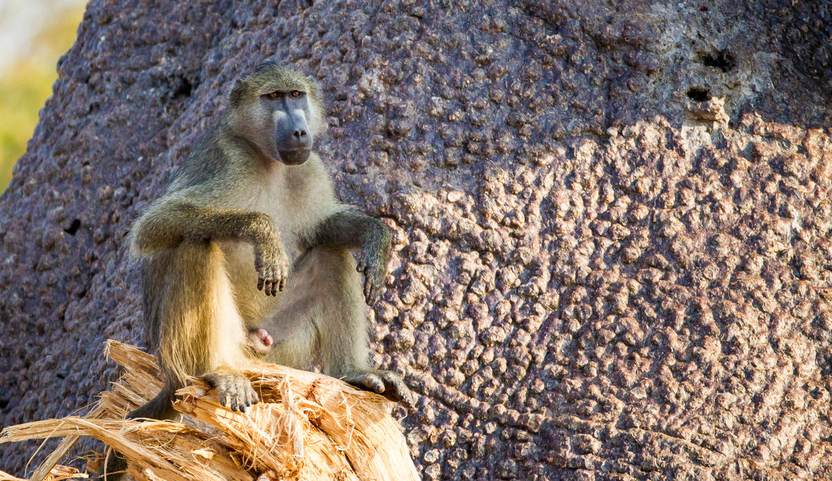 Watching baboons is endlessly entertaining