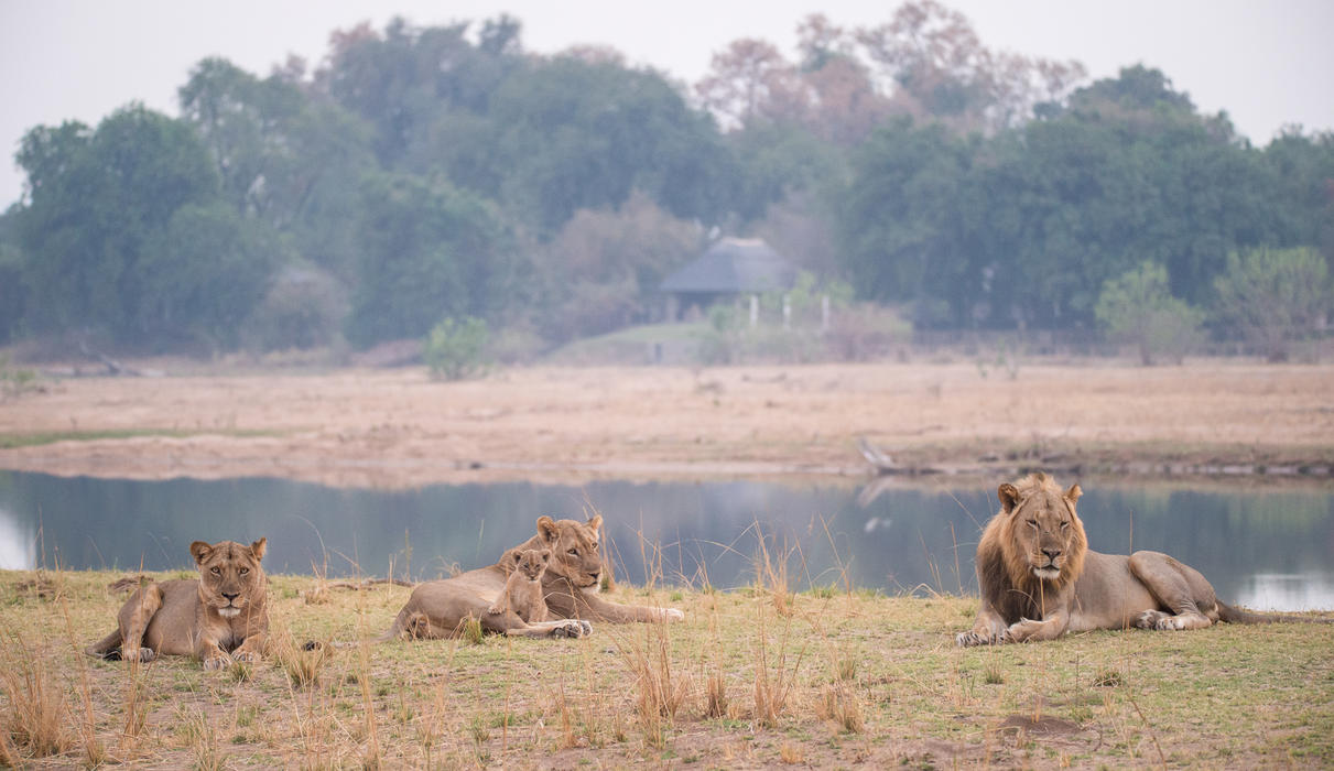 The Chikwenya Pride relaxing across the Sapi River from camp