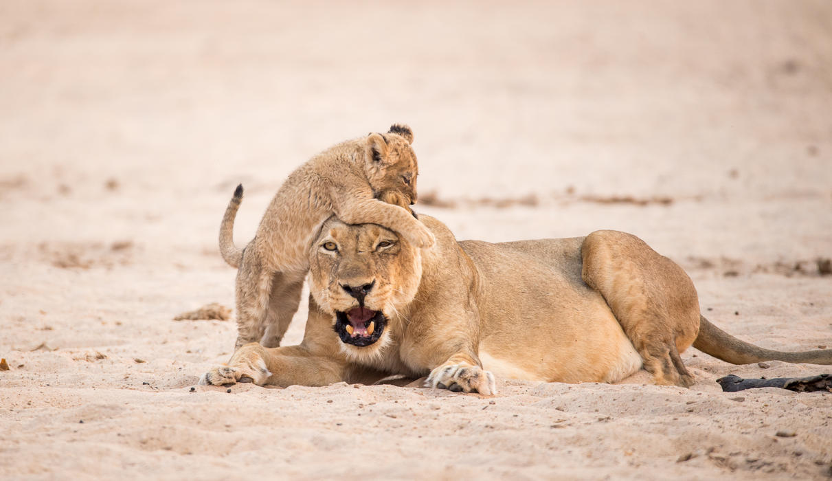 Playful Chikwenya cub with mom 