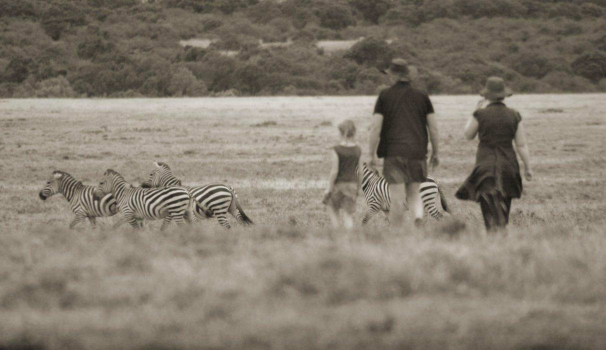 Bush walks with zebras