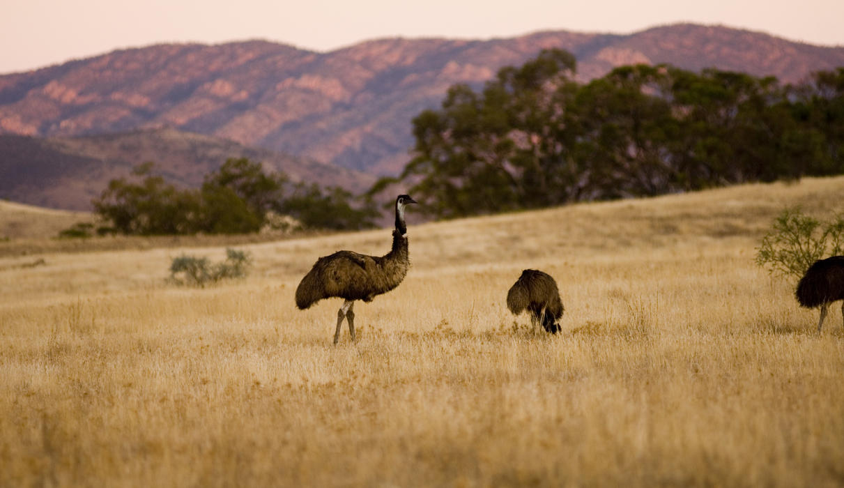 Emus at Arkaba