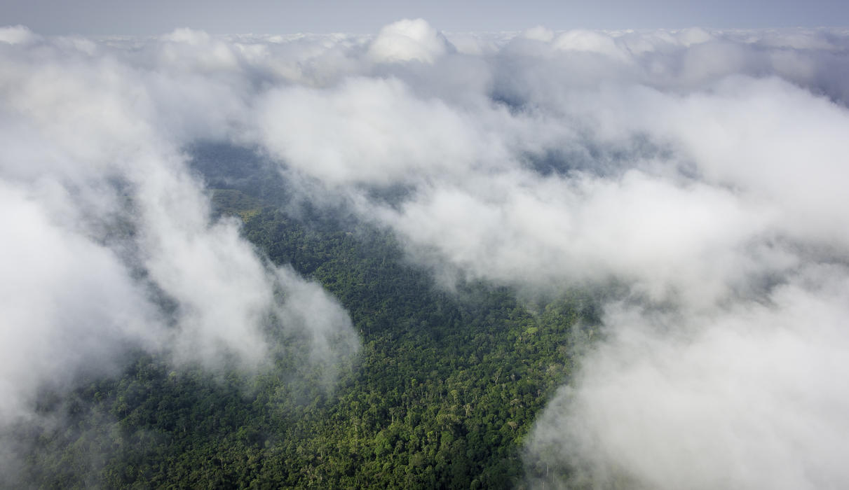 Rainforest mist overhead