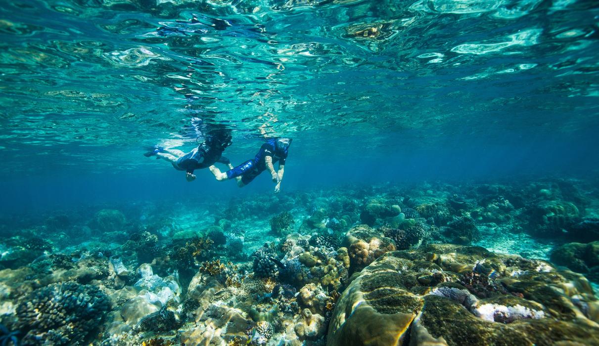 Offering guided snorkelling of some of the most pristine reefs