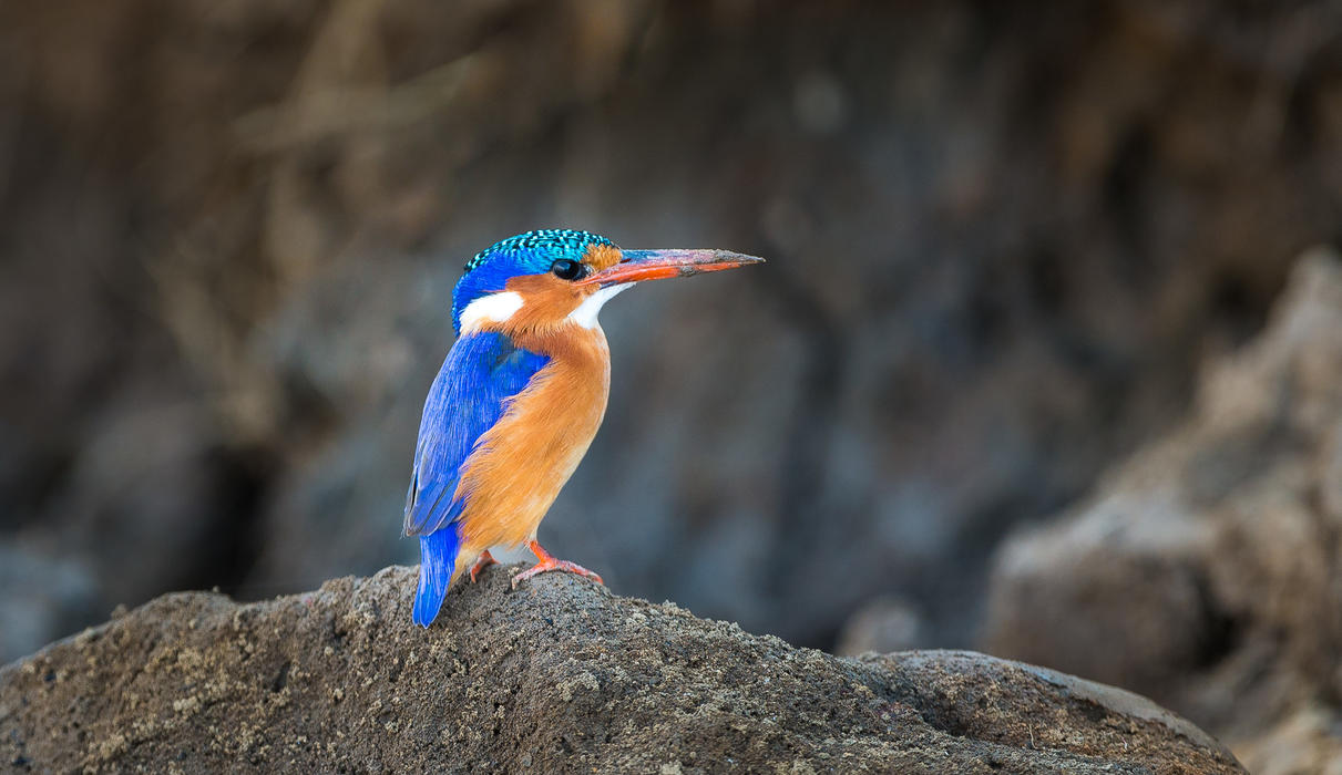 Birding in the Luangwa