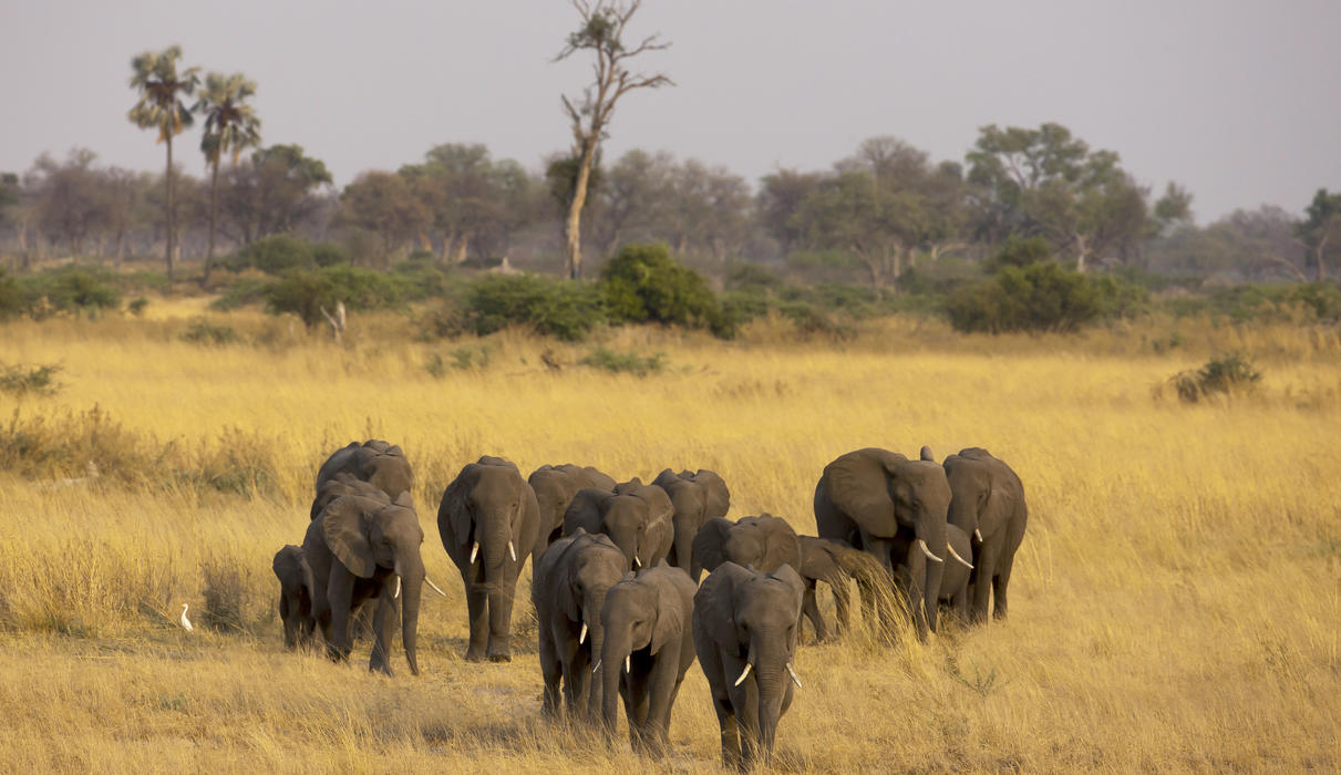 Elephants Crossing the Selinda Reserve