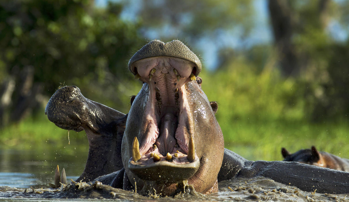 Hippo in the Selinda Reserve