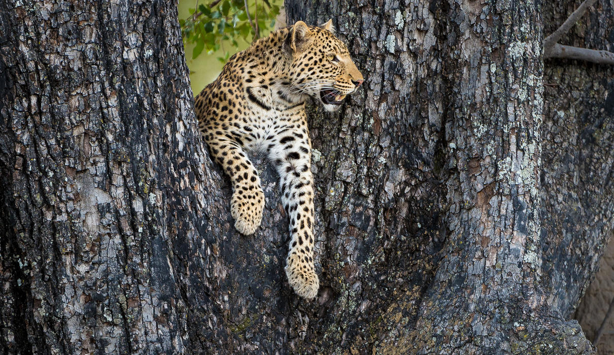 Leopard resting in the heat of the day