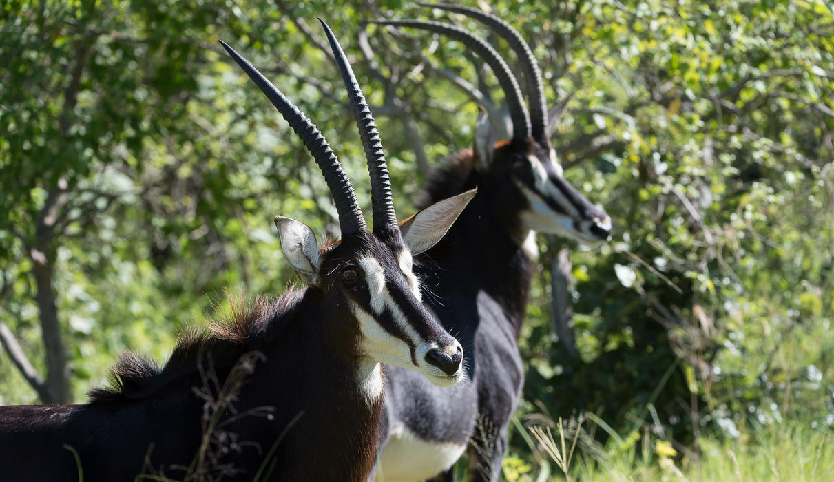 Sable antelope - a special sight, quite common in the Vumbura area