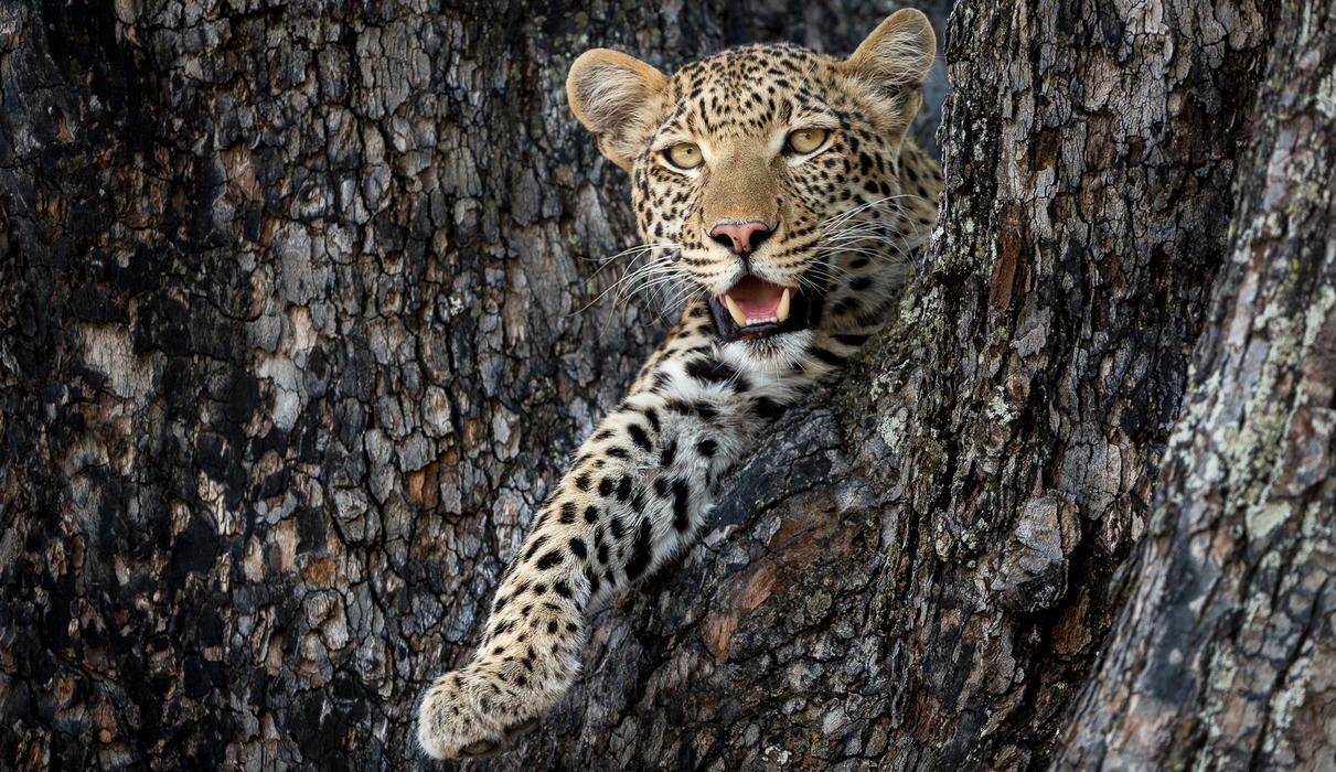 Leopard relaxing in a convenient tree