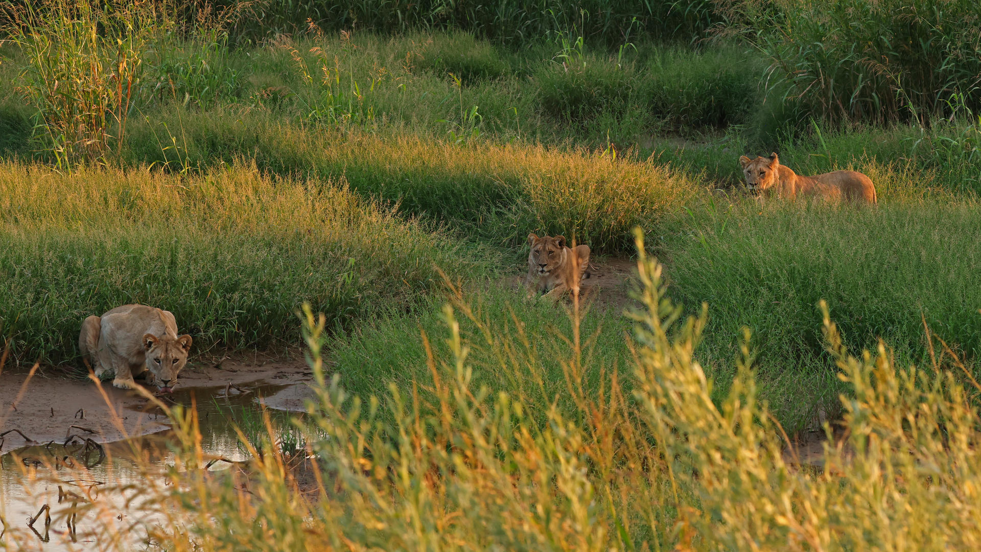 Etosha West - Hobatere Lodge