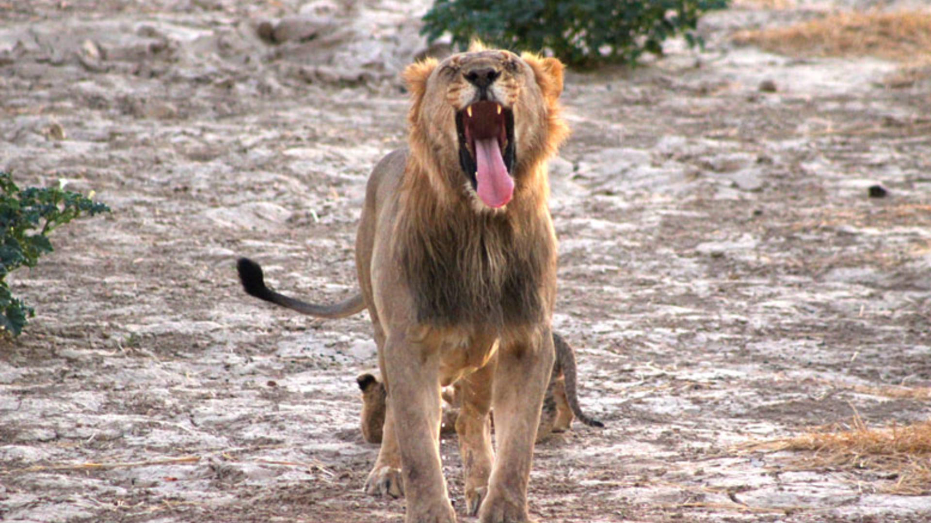 Etosha West - Hobatere Lodge