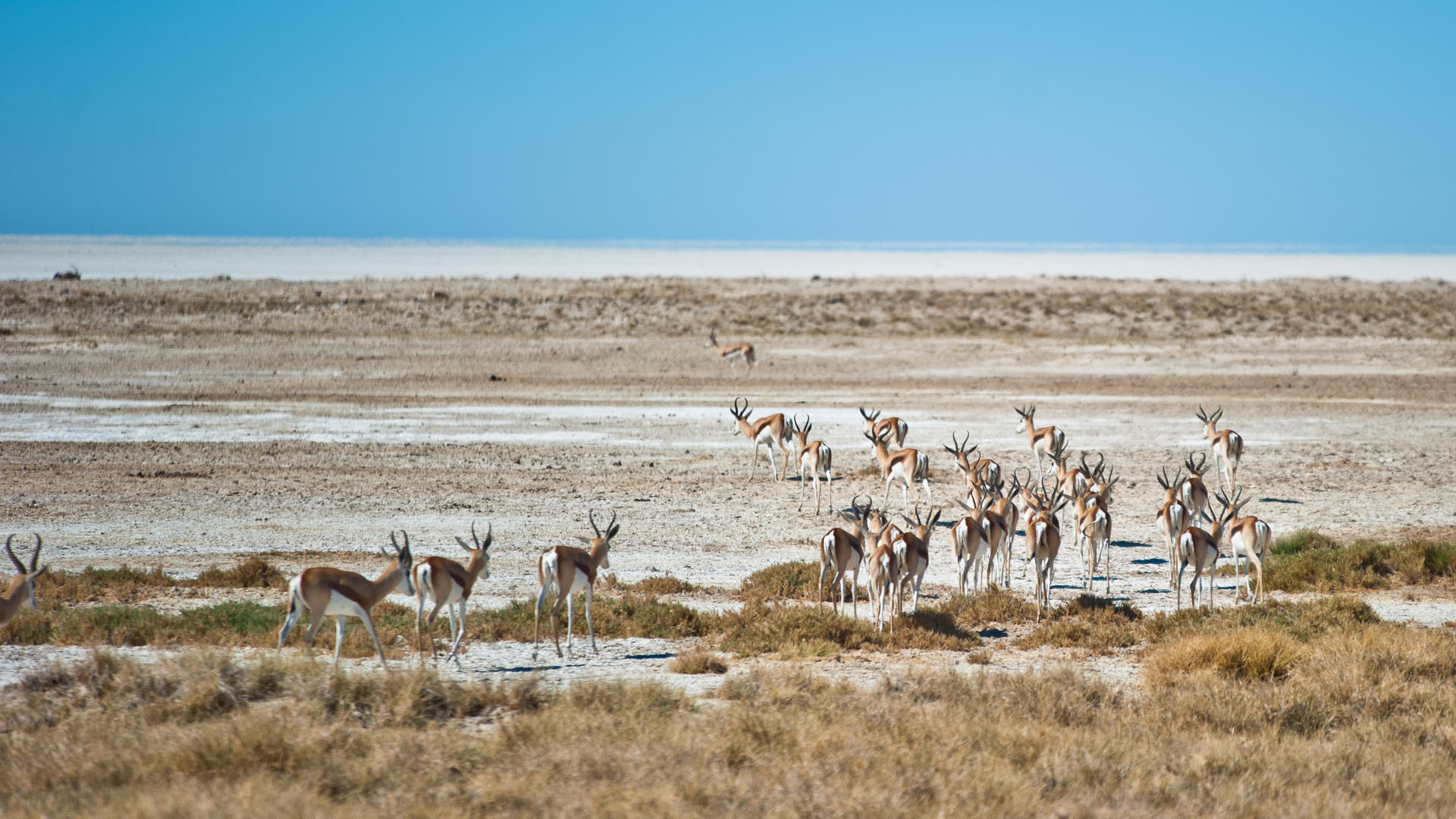 Etosha South - Etosha Safari Camp Gondwana Collection Namibia