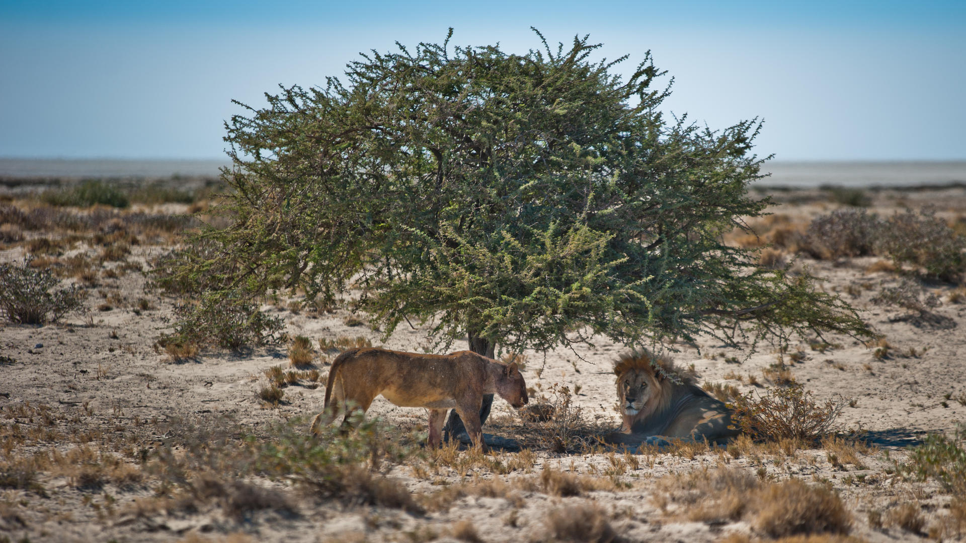 Etosha South - Etosha Safari Camp Gondwana Collection Namibia