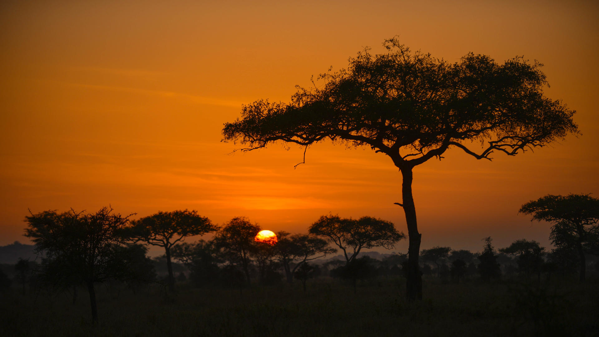 The Great Migration: Serengeti, Tanzania