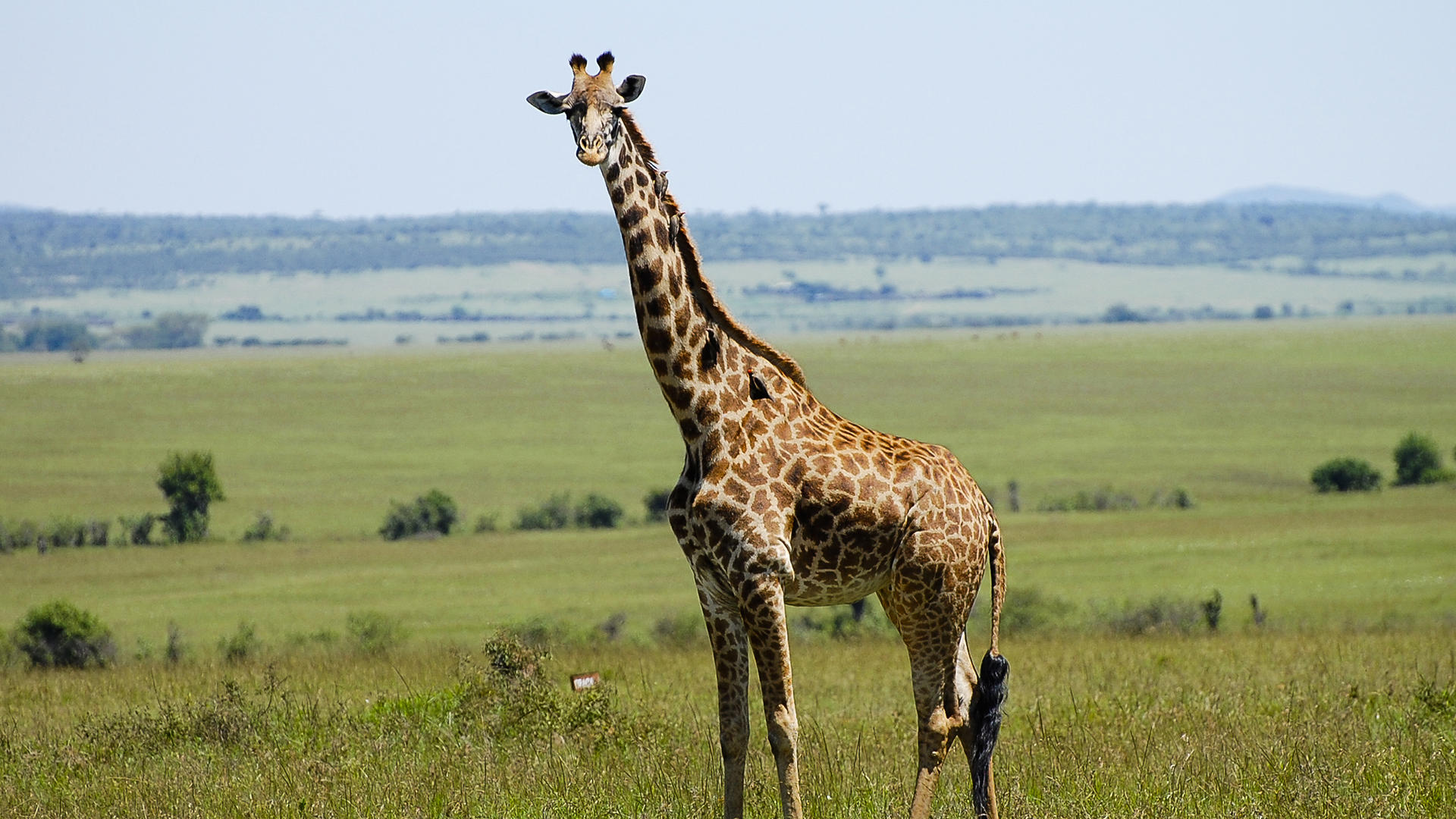 10 Days - Best of Kenya ~ Wildlife Extravaganza