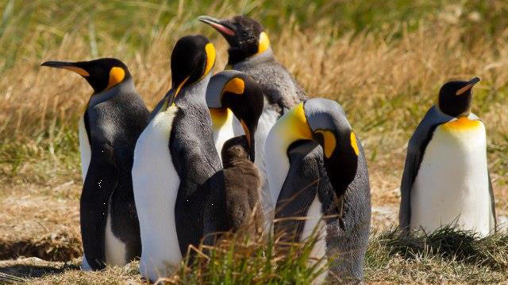 King Penguins of Tierra del Fuego