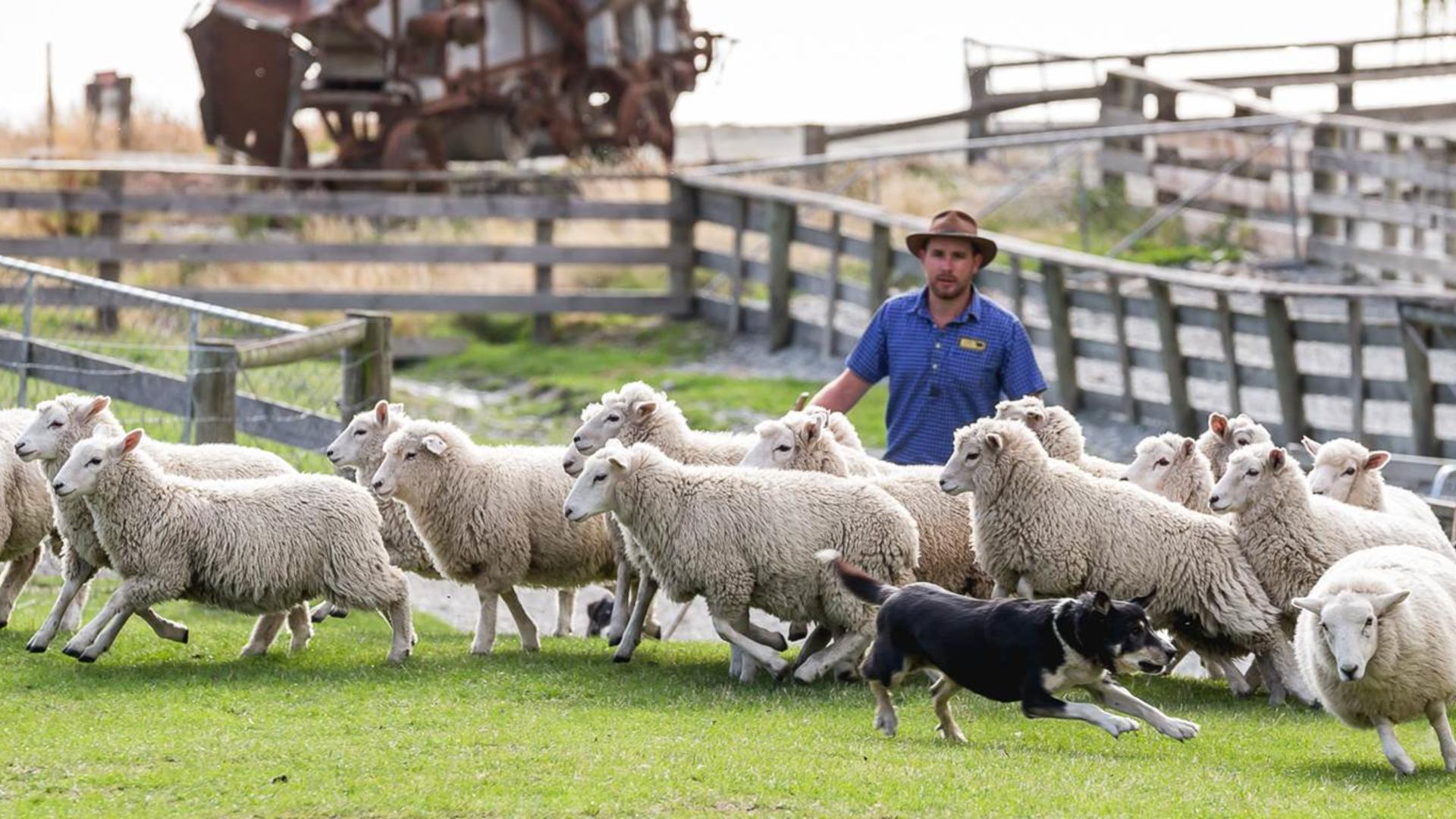 Каких животных разводят в московской области. Сельское хозяйство Австралии овцеводство. Овцеводство в Австралии. Пастбищное овцеводство Австралии. Австралия овцеводческие фермы.