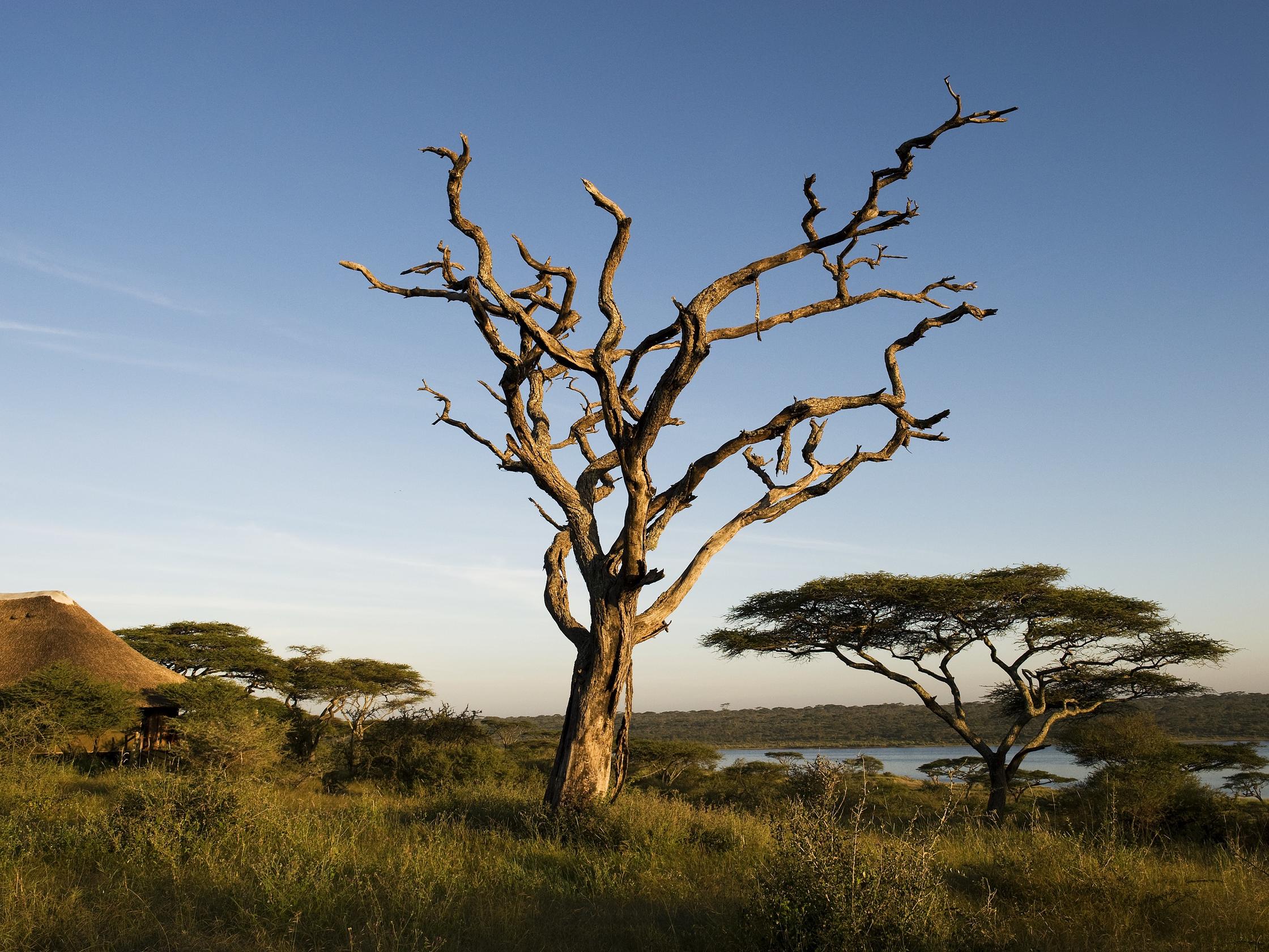 Tansania | Lake Masek Tented Lodge – Ndutu | DIAMIR Erlebnisreisen
