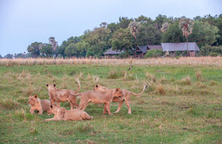 Wilderness Chitabe Lediba