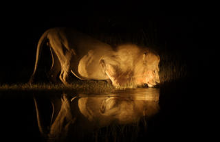 Lion on night game drive at PomPom Camp