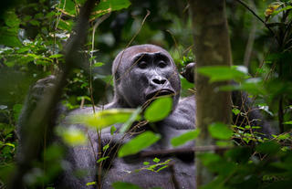 Odzala Wildlife Congo with Busanga safaris 