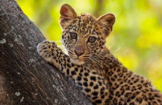 Leopard cub