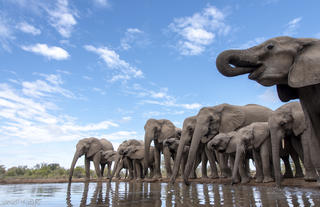 Elephants at waterhole