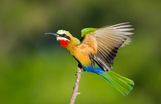 Bee-eater
