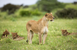 Lion and cubs 