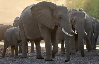 Mashatu Elephants