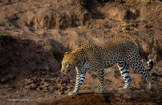 Mashatu Leopard
