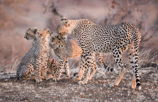 Mashatu Cheetah and Cubs