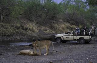 Mashatu Safaris- Lions