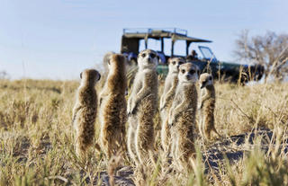  Camp Activities - Habituated Meerkat Encounter 