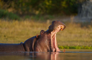 Hippo