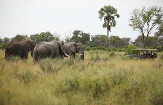 andBeyond Nxabega Okavango Tented Camp