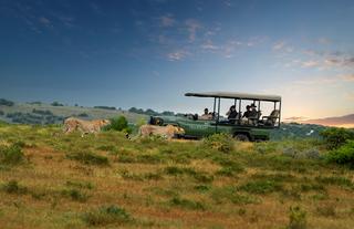 Game Drive 