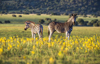 Shamwari Private Game Reserve