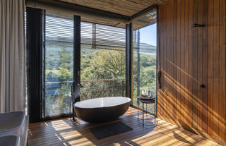 Bayethe on Shamwari Private Game Reserve