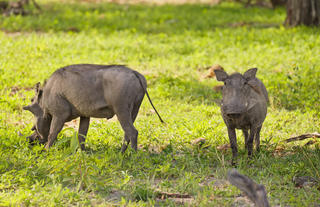 Kazile Island Lodge - Game Viewing