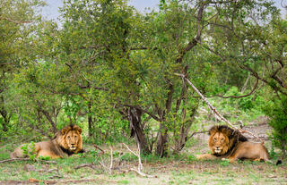 Kazile Island Lodge - Game Viewing