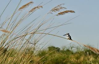 Kazile Island Lodge - Birding