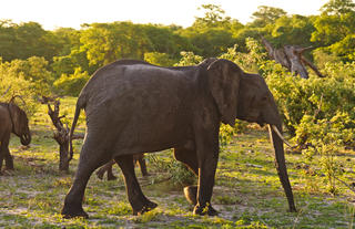 Kazile Island Lodge - Game Viewing