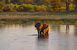 Kazile Island Lodge - Game Viewing