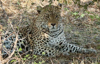 Kazile Island Lodge - Game Viewing